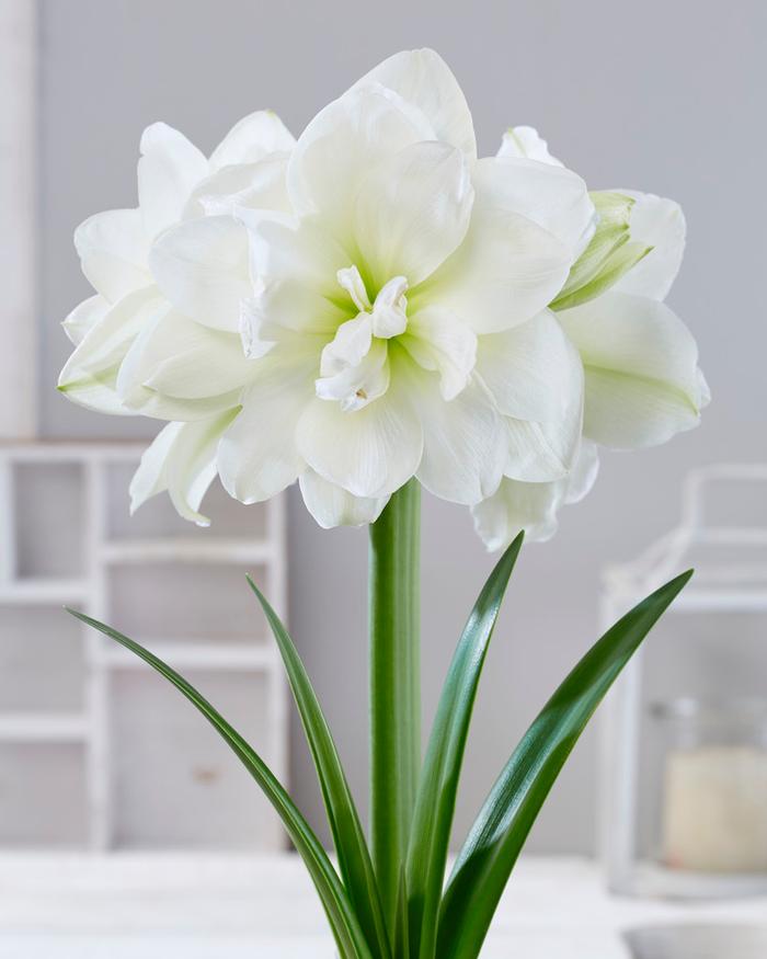 Wholesale Amaryllis South African 'Alfresco' - Amaryllis | A.D.R. Bulbs