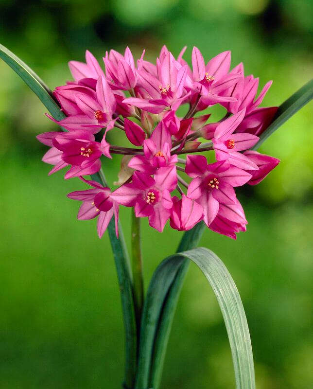 Allium Miniature 'Ostrowskianum' Ornamental Onion from ADR Bulbs