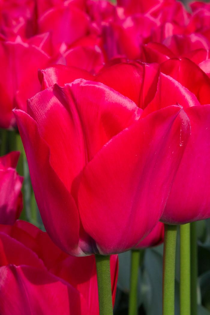 Wholesale Tulipa Triumph 'Spryng Tide' - Tulip | A.D.R. Bulbs