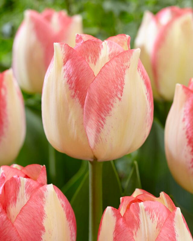 Wholesale Tulipa Triumph 'Spryng Sunrise' - Tulip | A.D.R. Bulbs