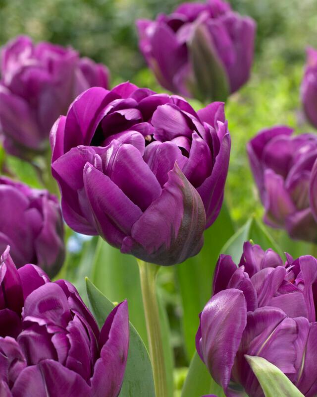 Wholesale Tulipa Double Mid 'Double Negrita' - Tulip | A.D.R. Bulbs