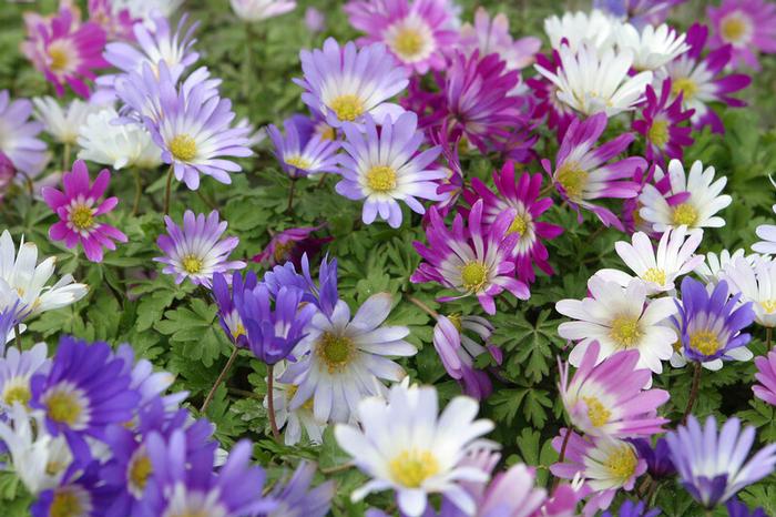 Wholesale Anemone Blanda 'Mixture' - Anemone | A.D.R. Bulbs