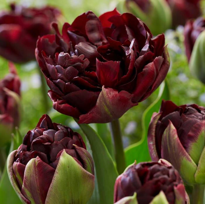 Wholesale Tulipa Double Late 'Palmyra' - Tulip | A.D.R. Bulbs