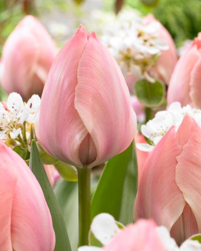 Wholesale Tulipa Darwin Hybrid 'Salmon Van Eijk' - Tulip | A.D.R. Bulbs