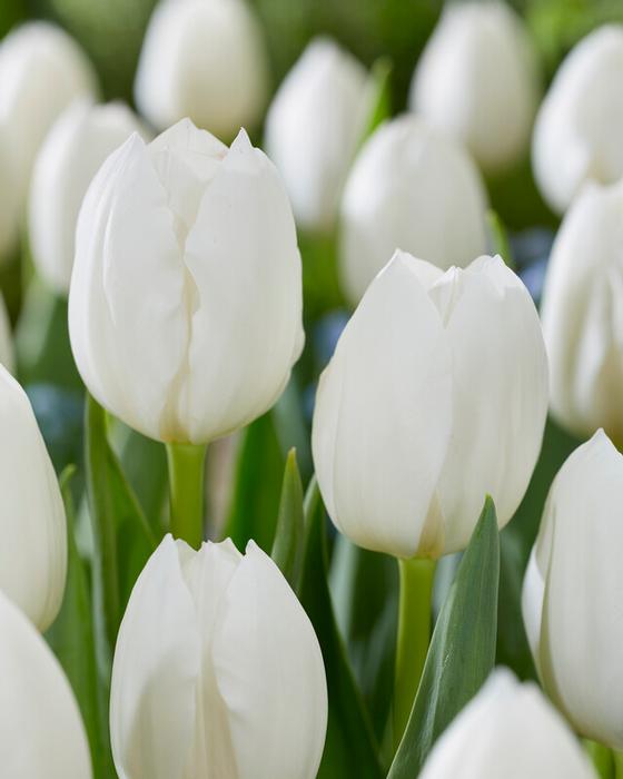 Tulipa Triumph 'Royal Virgin' - Tulip from ADR Bulbs