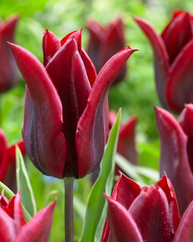 Wholesale Tulipa Lily Flowering 'Lasting Love' - Tulip | A.D.R. Bulbs