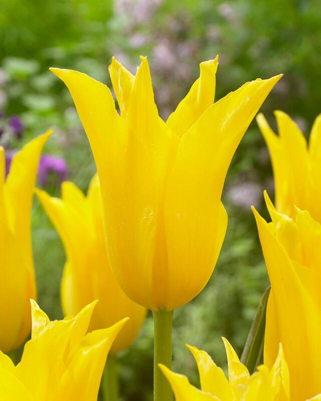 Wholesale Tulipa Lily Flowering 'Thanksgiving Point' - *Ruigrok Exclusive* | A.D.R. Bulbs