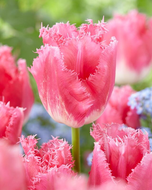 Wholesale Tulipa Fringed 'Fancy Frills' - Tulip | A.D.R. Bulbs