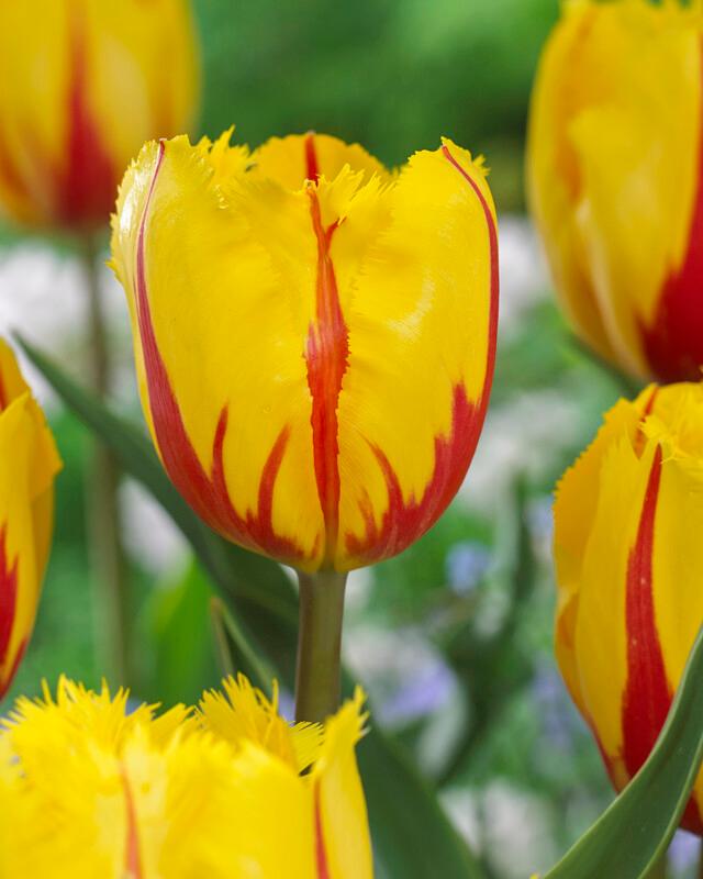Wholesale Tulipa Fringed 'Flamenco' - Tulip | A.D.R. Bulbs