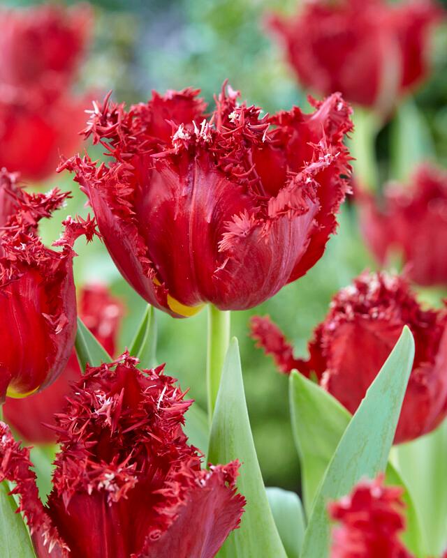 Tulipa Fringed 'Versaci Tulip from ADR Bulbs