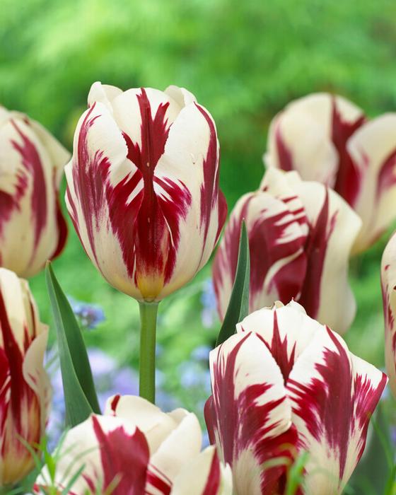 Tulipa Single Late 'Grand Perfection' - Tulip from ADR Bulbs