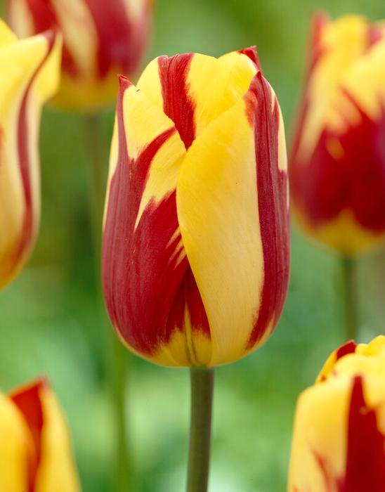 Tulipa Single Late 'Helmar' - Tulip from ADR Bulbs