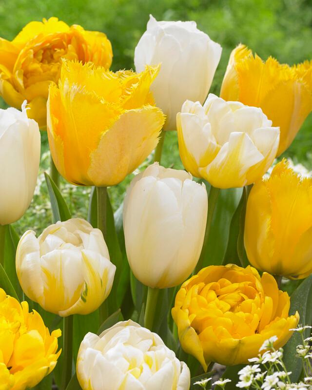 Wholesale Tulipa Triumph 'Follow the Sun Mix' - Tulip | A.D.R. Bulbs