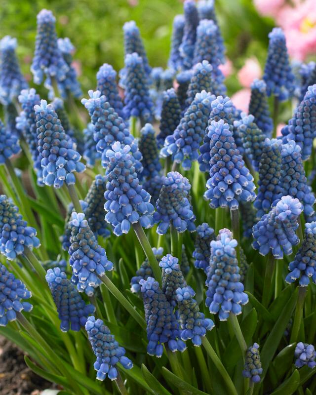 Wholesale Muscari 'Blue Magic' - Grape Hyacinth | A.D.R. Bulbs