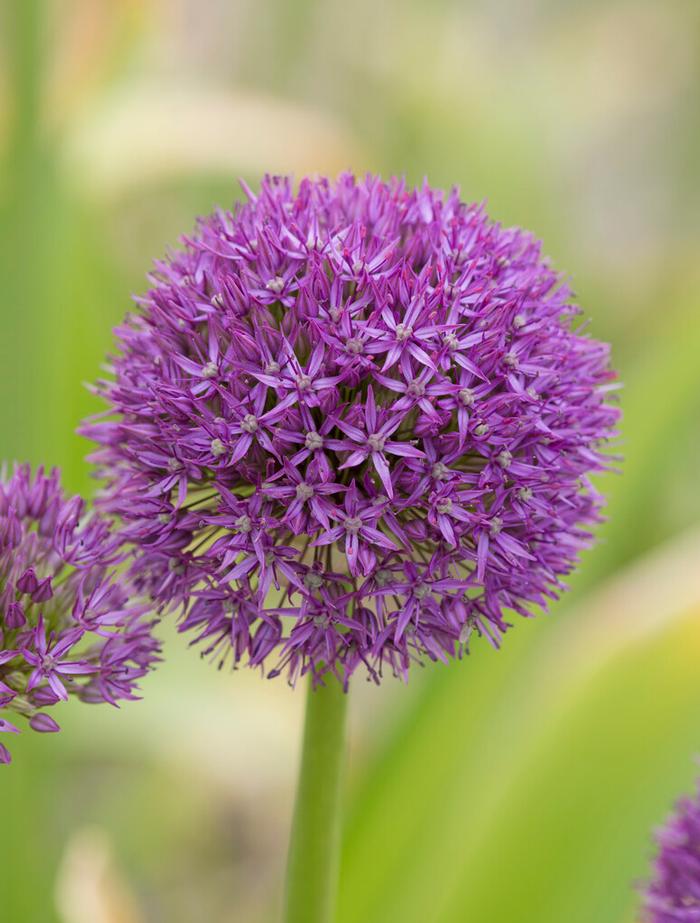 Wholesale Allium Giant 'Pinball Wizard' - Ornamental Onion | A.D.R. Bulbs