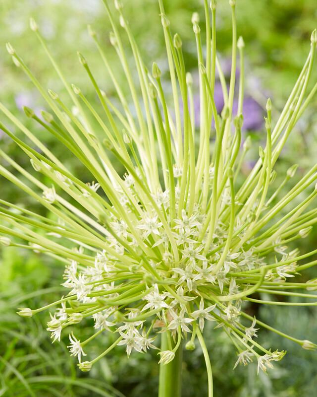 Wholesale Allium Tall 'Arctic Snow' - Ornamental Onion | A.D.R. Bulbs
