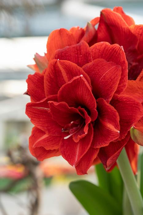 Wholesale Amaryllis Dutch 'Cherry Nymph' - Amaryllis | A.D.R. Bulbs