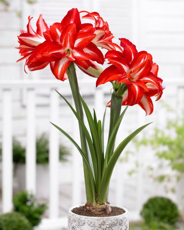 Amaryllis Dutch 'Splash' Amaryllis from ADR Bulbs