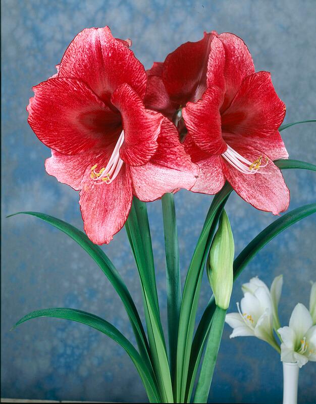 Wholesale Amaryllis Dutch 'Daphne' - Amaryllis | A.D.R. Bulbs
