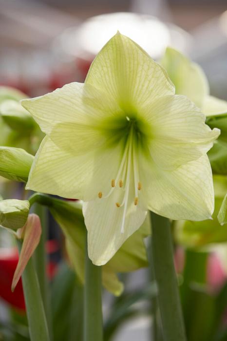 Wholesale Amaryllis Dutch 'Luna' - Amaryllis | A.D.R. Bulbs