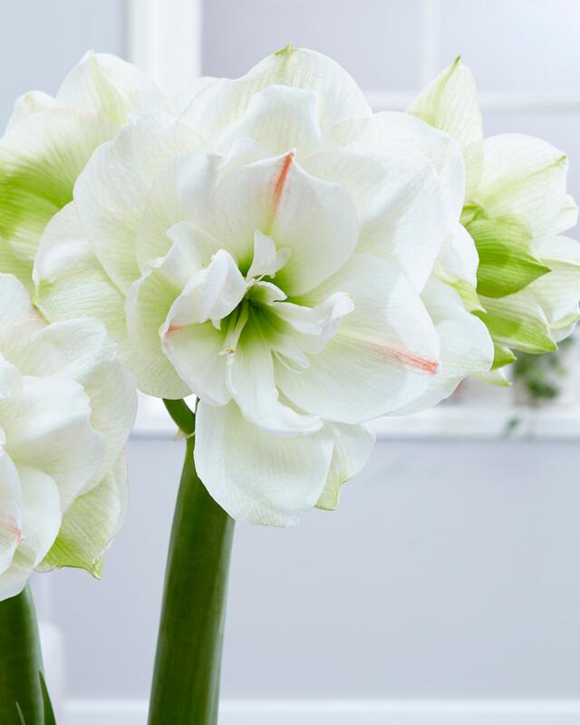 Wholesale Amaryllis Dutch 'White Amadeus' - Amaryllis | A.D.R. Bulbs