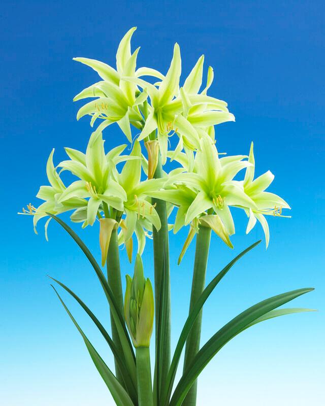 Wholesale Amaryllis Dutch 'Evergreen' - Amaryllis | A.D.R. Bulbs