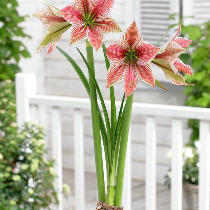 Wholesale Amaryllis Dutch 'Exotic Star' - Amaryllis | A.D.R. Bulbs