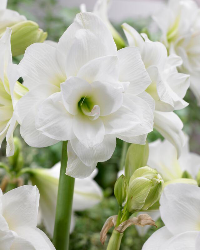 Wholesale Amaryllis Peruvian 'Alasca' - Amaryllis | A.D.R. Bulbs