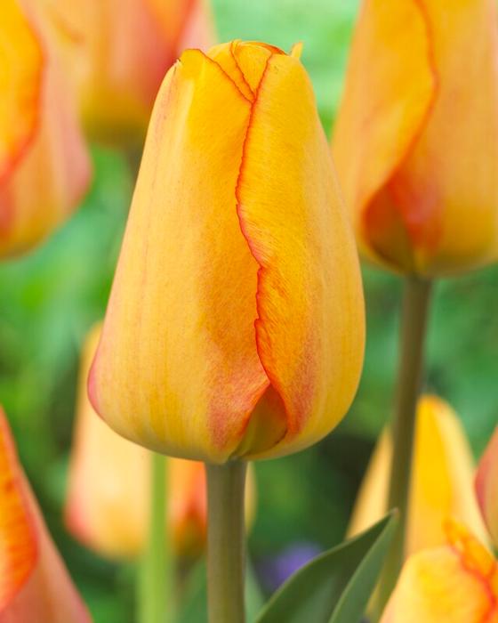 Tulipa Darwin Hybrid 'Blushing Apeldoorn' - Tulip from ADR Bulbs