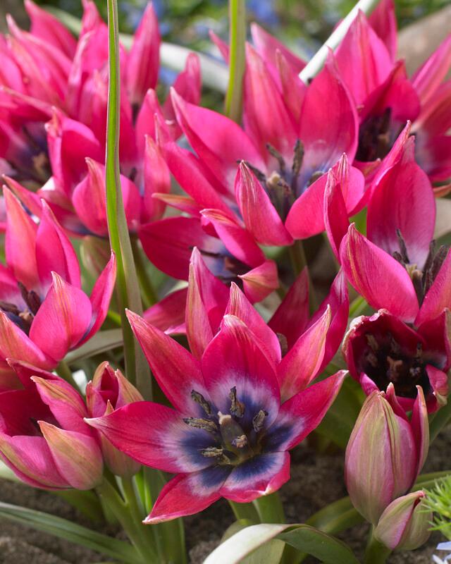 Wholesale Tulipa Miniature 'Little Beauty' - Tulip | A.D.R. Bulbs