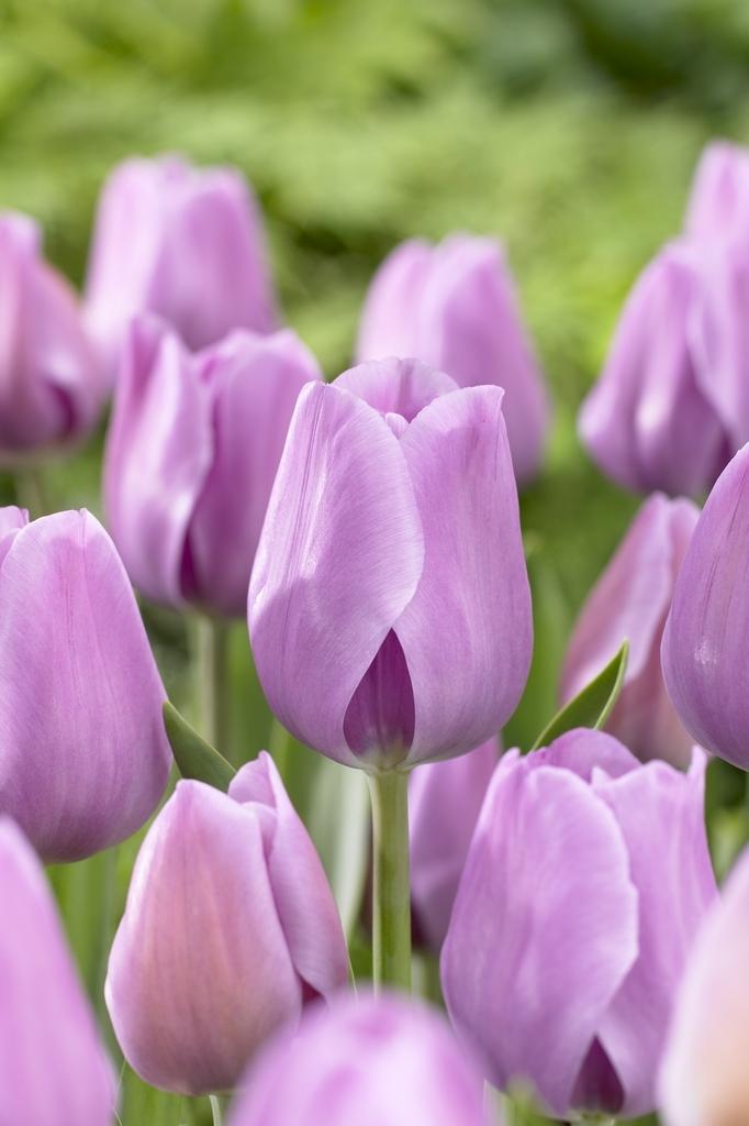 Wholesale Flowers, Peach Greenhouse Tulips