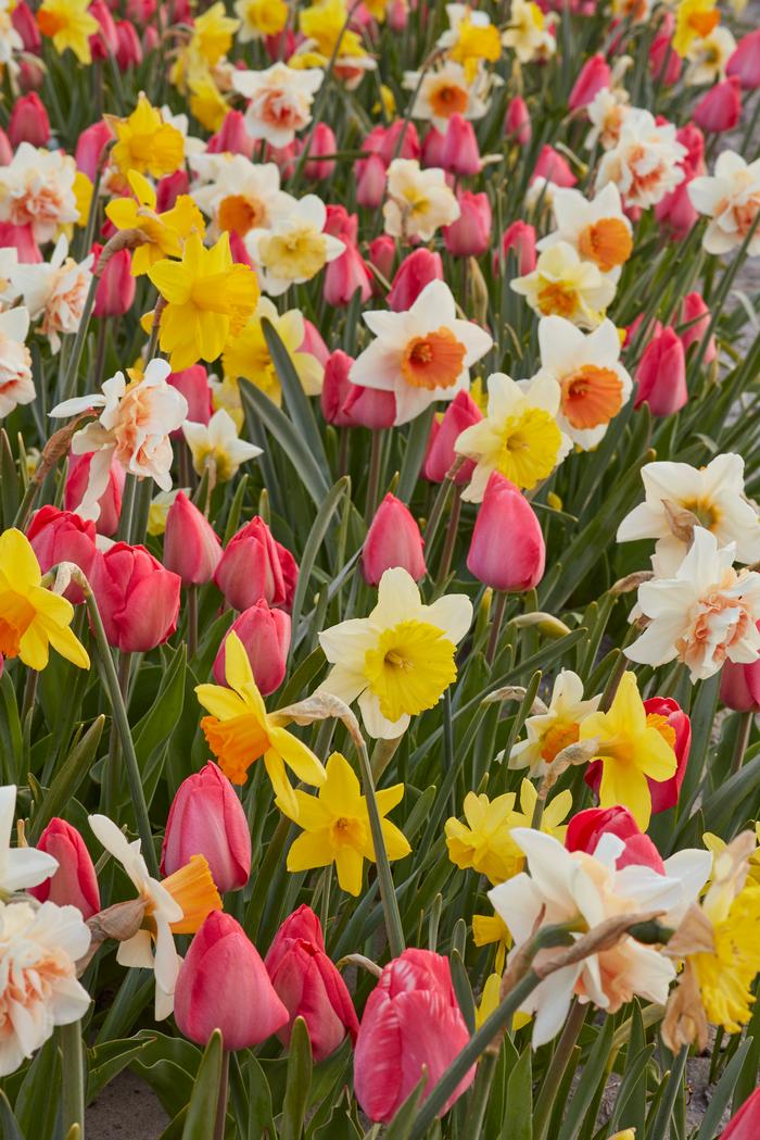 Wholesale Tulipa Long-lasting 'All Season Friends & Family Mix' - Daffodil, Tulip | A.D.R. Bulbs