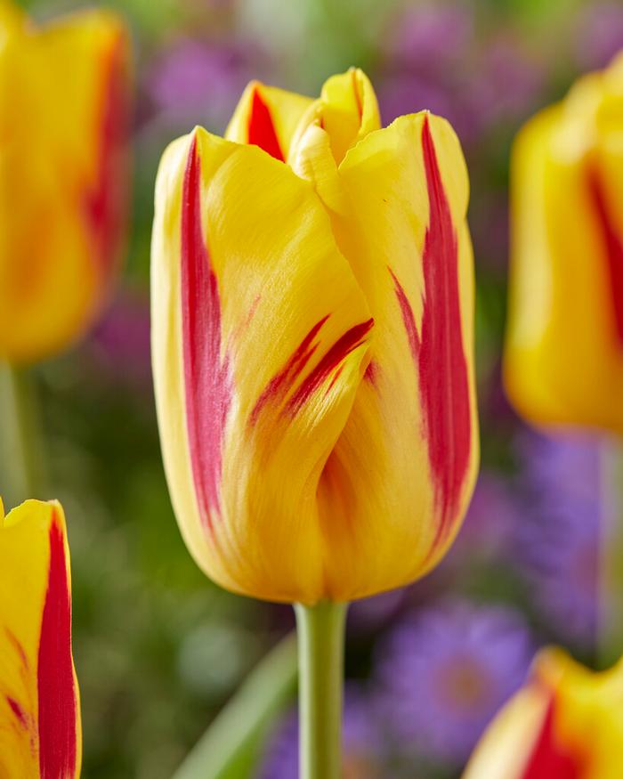 Wholesale Tulipa Triumph 'Washington' - Tulip | A.D.R. Bulbs