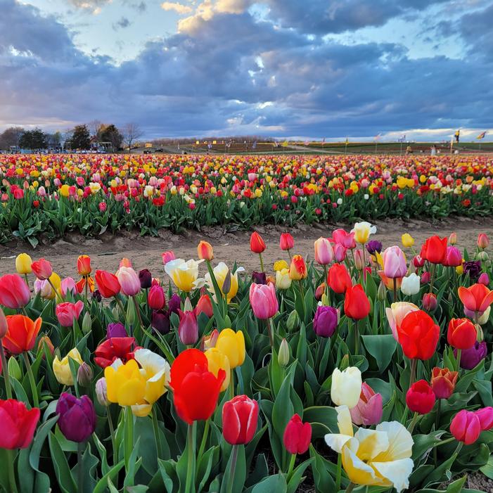 Wholesale Tulipa Long-lasting 'All Season Barn Mixture' - 100+ varieties! | A.D.R. Bulbs