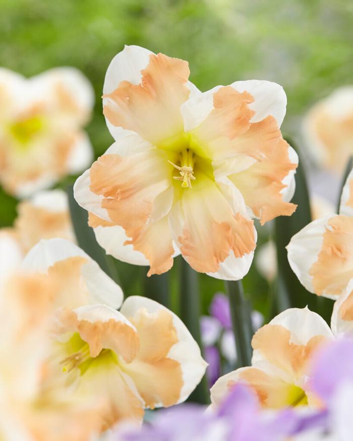 Wholesale Narcissi Butterfly 'Cum Laude' - Daffodil | A.D.R. Bulbs