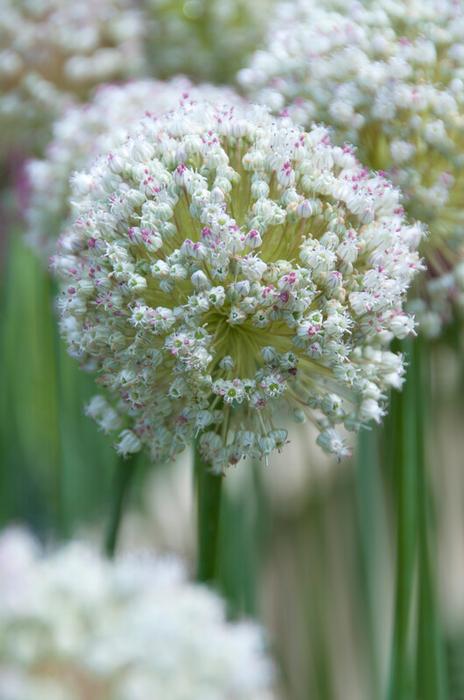 Allium Miniature 'Ping Pong' - Ornamental Onion from ADR Bulbs