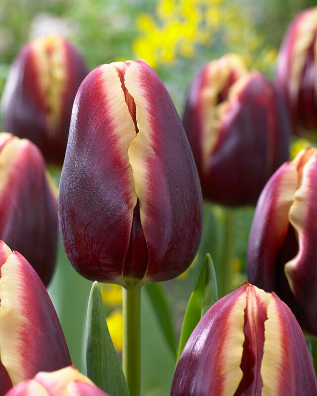 Wholesale Tulipa Triumph 'Doberman' - Tulip | A.D.R. Bulbs