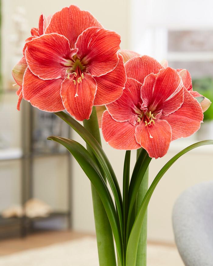 Wholesale Amaryllis Dutch 'Magic Touch' - Amaryllis | A.D.R. Bulbs