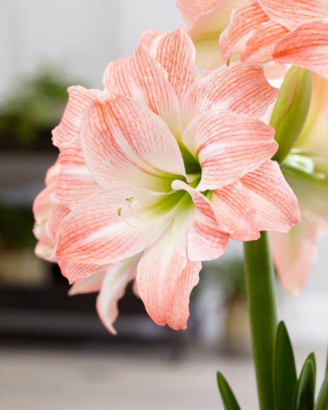 Wholesale Amaryllis Dutch 'Giant Amadeus' - Amaryllis | A.D.R. Bulbs