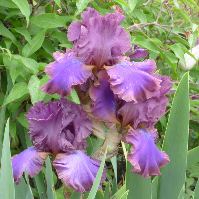Iris Germanica 'Cantina' - Bearded Iris from ADR Bulbs
