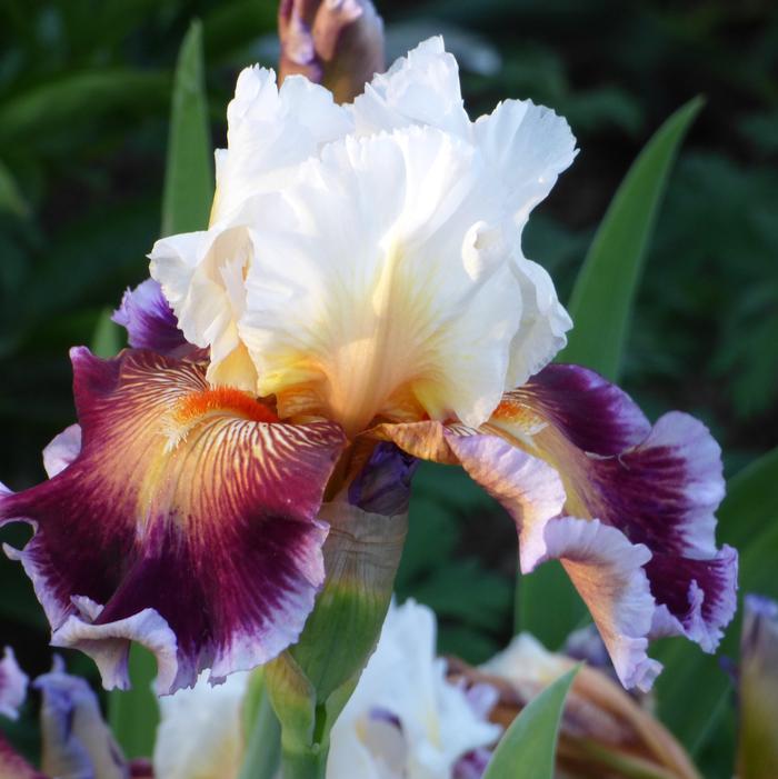 Wholesale Iris Germanica 'Care To Dance