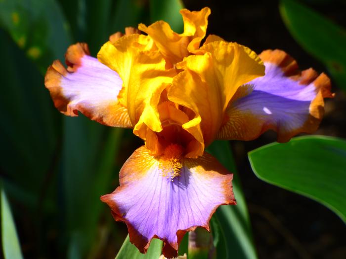 Wholesale Iris Germanica 'Brown Lasso' - Bearded Iris | A.D.R. Bulbs