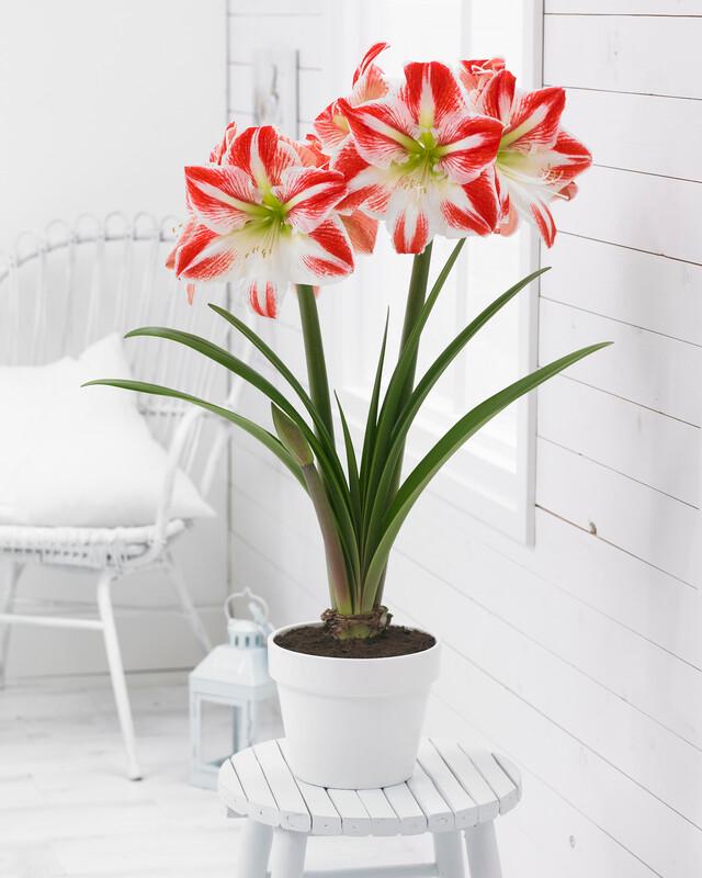 Wholesale Amaryllis Dutch 'Spartacus' - Amaryllis | A.D.R. Bulbs
