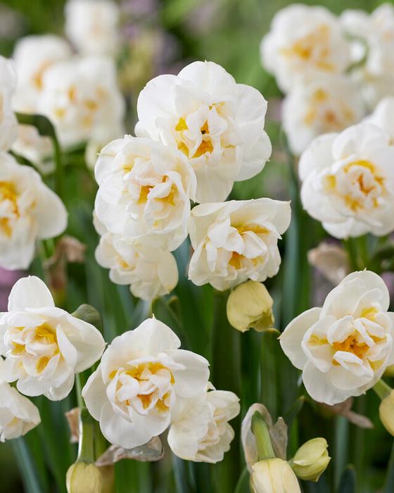 Narcissi Bunch Flowering 'Bridal Crown' - Daffodil from ADR Bulbs