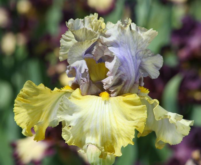 Wholesale Iris Germanica 'Let Evening Come' - Bearded Iris | A.D.R. Bulbs