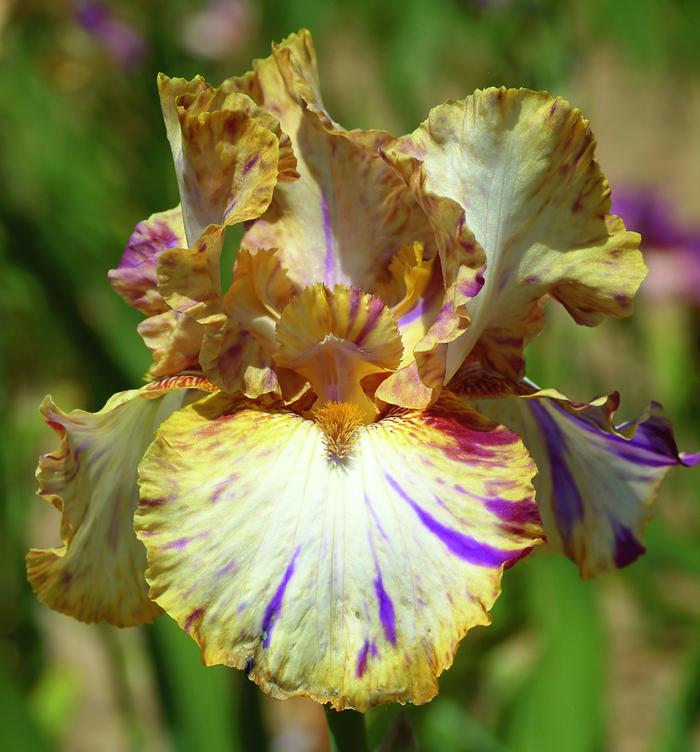 Wholesale Iris Germanica 'Toucan Tango' - Bearded Iris | A.D.R. Bulbs