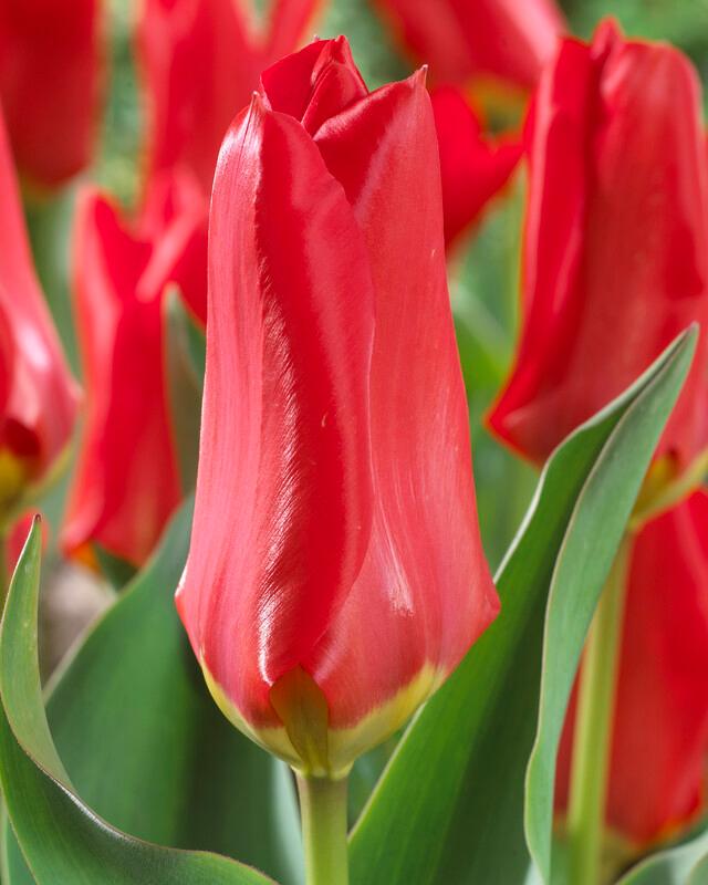 Wholesale Tulipa Emperor 'Red Emperor' - Tulip | A.D.R. Bulbs