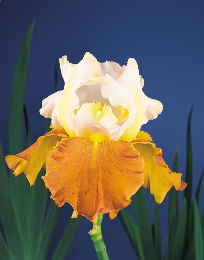 Wholesale Iris Germanica 'Fall Fiesta' - Bearded Iris | A.D.R. Bulbs