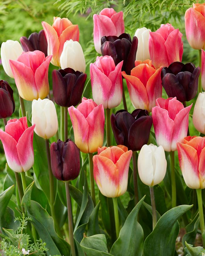 Wholesale Tulipa Triumph 'Pastel Painting Mix' - Tulip | A.D.R. Bulbs