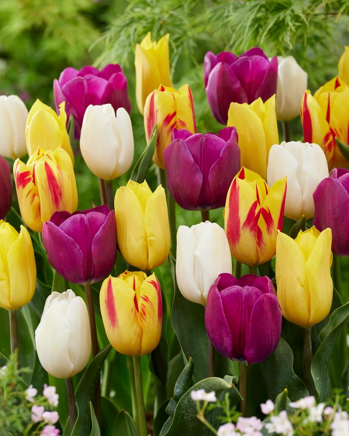 Wholesale Tulipa Triumph 'Spring Festival Mix' - Tulip | A.D.R. Bulbs